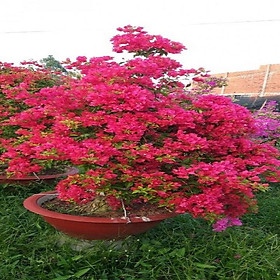 CHẬU CÂY HOA GIẤY LÙN  SIÊU HOA