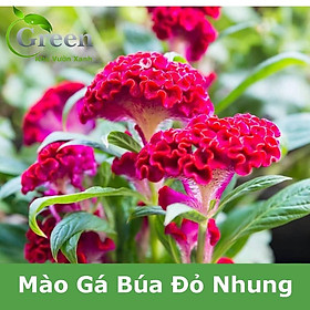 Mua Hạt Giống Hoa Mào Gà Búa Đỏ Nhung