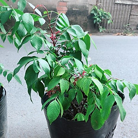Mua Cây Khế Cho Sai Trái