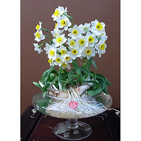 Mua Bộ 5 Củ giống hoa thủy tiên - hoa thơm diệu