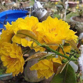 Mua Mai Cúc Phượng Hoàng