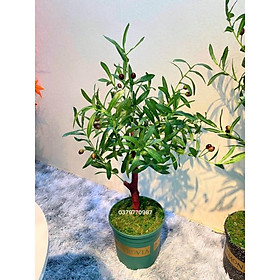 Mua CÂY OLIU 80cm -Tặng chậu phủ rêu sợi y hình
