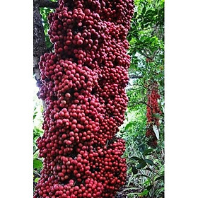 Cây giống dâu da đỏ