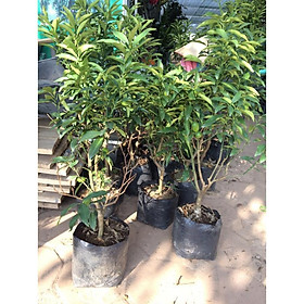 Quất ngọt trưởng thành