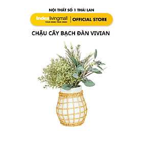 Mua Chậu Cây Bạch Đàn VIVIAN Trang Trí Nhà Cửa | Index Living Mall | Nội Thất Nhập Khẩu Thái Lan - Phân Phối Độc Quyền Tại Việt Nam