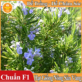 Mua Hạt giống Cây Hương Thảo ( Gói 15 Hạt ) - Nông Sản Vàng
