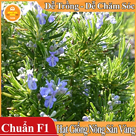 Hạt giống Cây Hương Thảo ( Gói 15 Hạt ) - Nông Sản Vàng