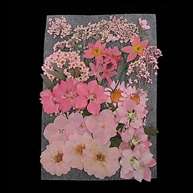 3-4pack 36/37/38/39/42Pc Natural Real Pressed Dried Flowers DIY Scrapbook Pink