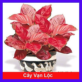 Cây Vạn Lộc - Cây Hồng Phát Lộc - cây cảnh để bàn