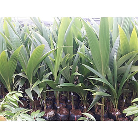Cây giống Dừa xiêm Xanh lùn F1 trưởng thành cao hơn 1m giúp tiết kiệm thời gian trồng [ DỪA XIÊM XANH, ] [ MỚI ] [ ĐƯỢC ĐỒNG KIỂM ]
