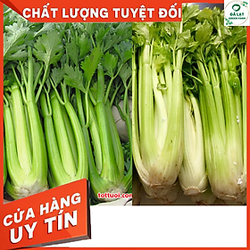 Mua 100H - HẠT GIỐNG CẦN TÂY MỸ KHỔNG LỒ
