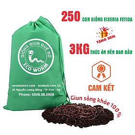 GIUN TRÙN QUẾ GIỐNG Eisenia Fetida (200 con): cao cấp, chuyên xử lý rác thải hữu cơ, mồi câu, thức ăn cho cá & gia súc...