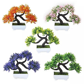 Mua Chậu cây tùng bonsai thế phượng vũ độc đáo để bàn làm việc