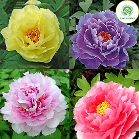Mua Combo 5 Củ hoa mẫu đơn kép mix màu