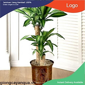 Mua CHẬU CÂY THIẾT MỘC LAN SIÊU ĐẸP  MANG LẠI MAY MẮN- VƯỢNG PHONG THỦY CHO GIA CHỦ