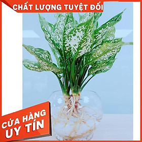 Cây Ngọc Ngân Thủy Sinh