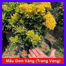 Cây Mẫu Đơn Vàng ( Cây Bông Trang Vàng ) - Cây cảnh vườn + Tặng phân bón cho cây