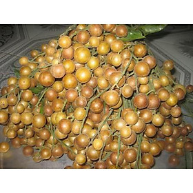 CÂY GIỐNG QUẤT HỒNG BÌ SIÊU NGỌT SIÊU QUẢ SIÊU KINH TẾ