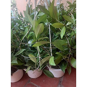 Mua Lan Cẩm Cù Có Đủ Các Màu