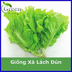 Hạt Giống Xà Lách (Dún Vàng) Chịu Nhiệt Tốt