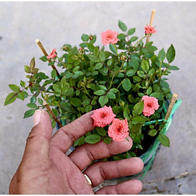 Chậu hoa hồng tỷ muội màu cam