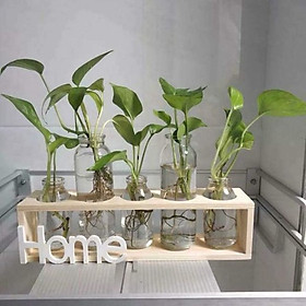 Mua Set 5 lọ cắm hoa trang trí nhà cửa tặng kèm kệ gỗ Home