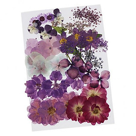 2X 36/37/38/39/42Pc Natural Real Pressed Dried Flowers DIY Scrapbook Purple