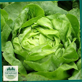 Mua Hạt giống rau xà lách búp