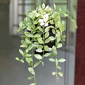 Cây Lan Hạt Dưa Cẩm Thạch Chậu Treo