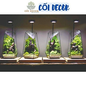 Bình thủy tinh Terrarium đa giác (Tặng kèm hít kính)