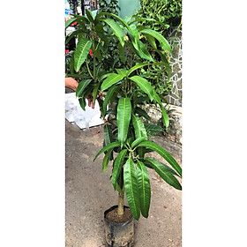 Mua Cây xoài tím cao 120 - 150 cm
