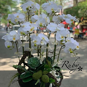 Mua LAN HỒ ĐIỆP CAO SU 7 BÔNG