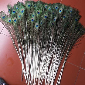 Mua 30 Lông công loại 80-90cm tự nhiên 100% 206796-8