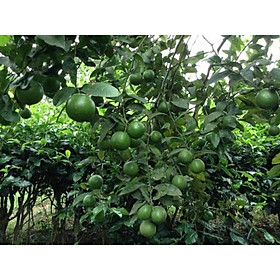 Mua CÂY GIỐNG CHANH TƯ QUÝ (SIÊU SỚM)
