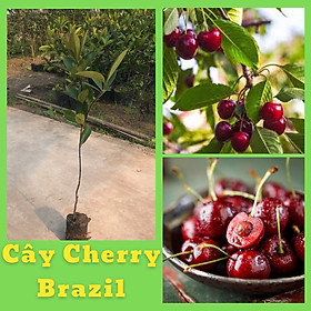 Cây cherry Brazil nhiệt đới dễ trồng chịu nhiệt tốt 1 năm ra quả