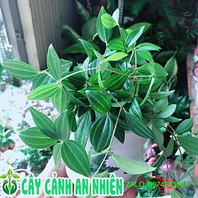 Mua Chậu Cây Bình An Xanh