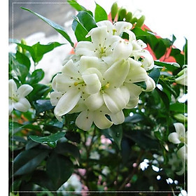 Nguyệt Quế Thái hoa trắng to thơm nở 4 mùa