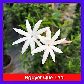 Mua Cây nguyệt quế leo - cây cảnh vườn + tặng phân bón cho cây