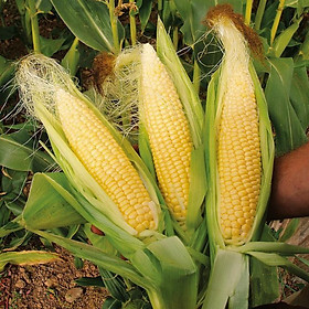 Mua Hạt Giống Bắp Mỹ Ngọt Năng Suất Cao  Thơm Ngon