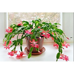 Chậu cây lan càng cua - lan nhật quỳnh - cây để bàn cho hoa rũ - Zygocactus truncates