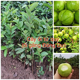 Mua Cây giống Ổi găng Đông Dư (ổi tứ quý) cây cho quả quanh năm