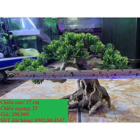 Cây bonsai trang trí hồ cá size nhỏ.