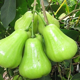 Mua Cây giống roi xanh siêu ngọt