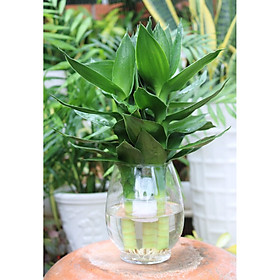 Mua Chậu thuỷ tinh cây 3 cây Phát Tài Búp Sen tặng kèm đá trang trí