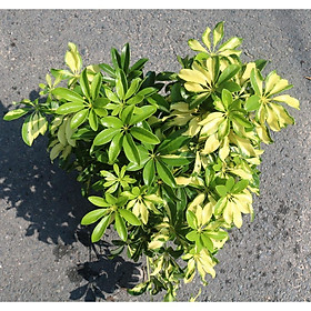 Mua Chậu cây ngũ gia bì lá vàng trắng