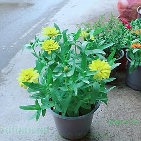 Mua Hoa Cúc Duyên (cúc ngũ sắc)