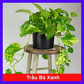 Cây trầu bà xanh - cây cảnh mini - cây cảnh để trong nhà + tặng phân bón cho cây