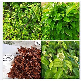 Mua Hạt Giống Cây Lá Giang hạt giống tốt - Gói 10 hạt