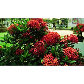 Mua hoa mẫu đơn bỉ- màu đỏ