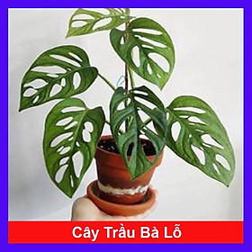 Cây trầu bà lỗ - cây cảnh để bàn + tặng phân bón cho cây mau lớn